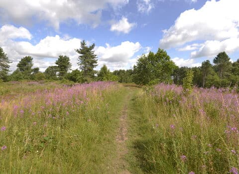 Besthorpe Nature Reserve - Image 1