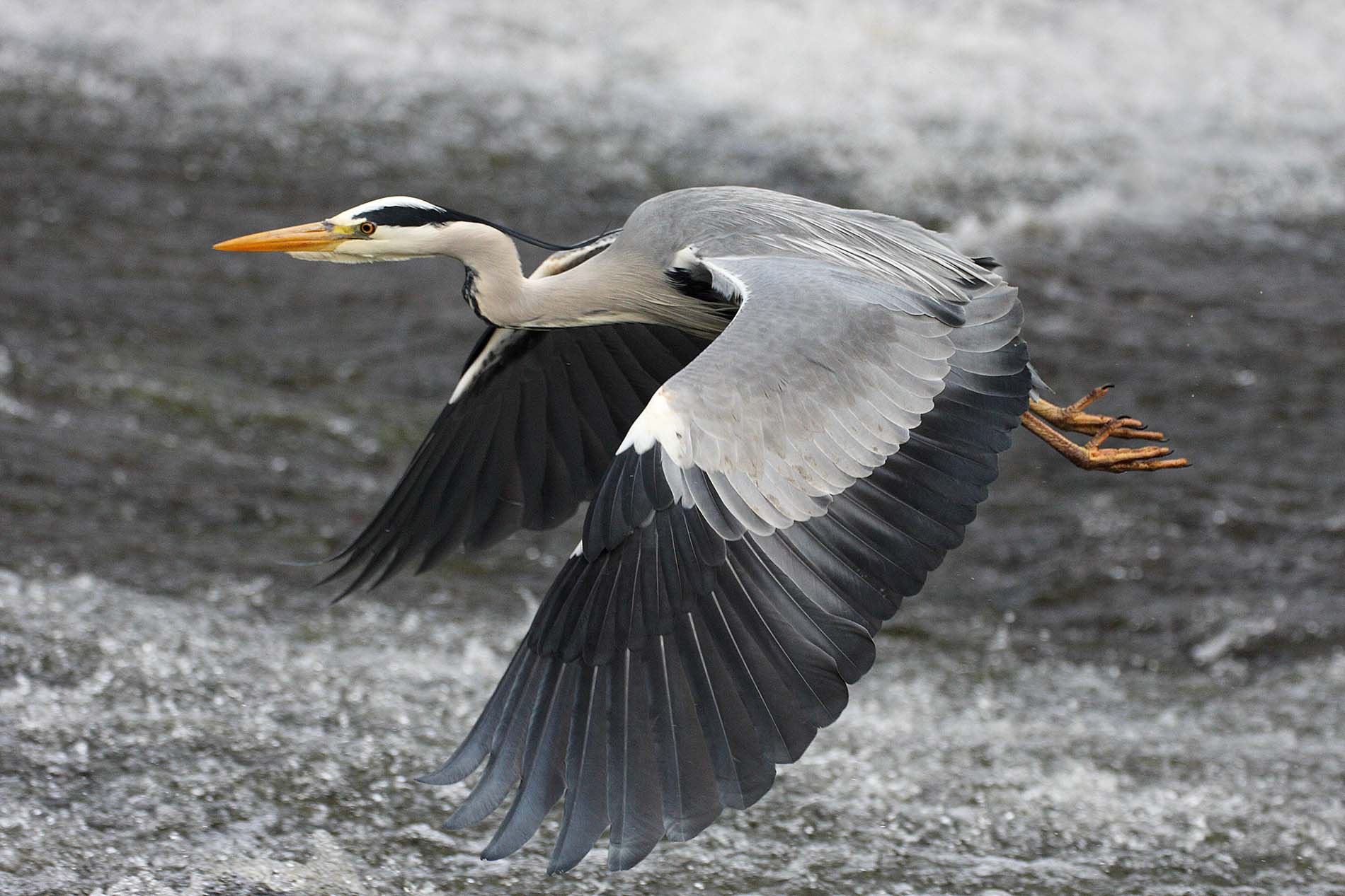 Water of Leith Visitor Centre and Cafe - Image 2