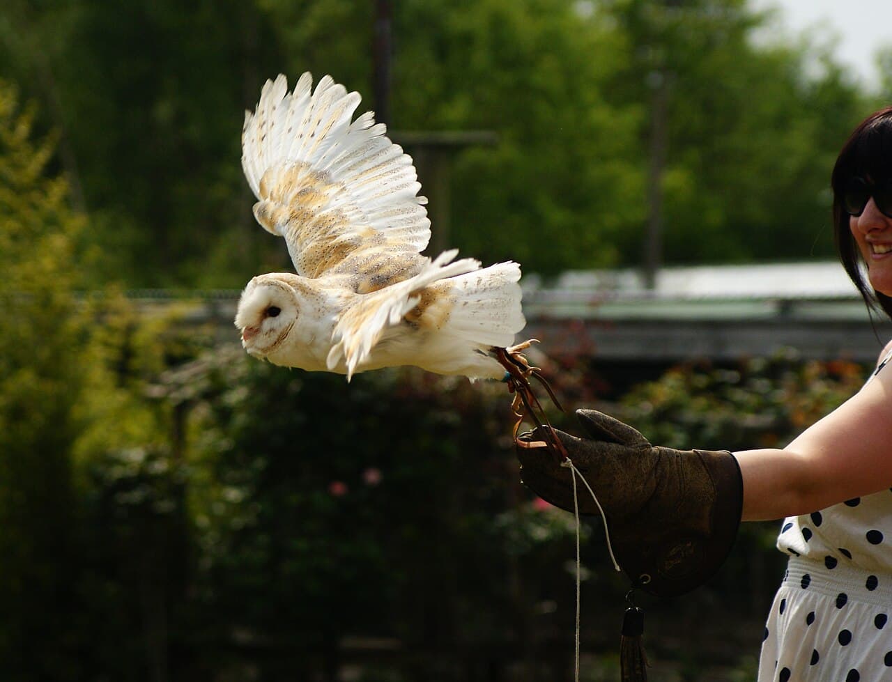 Huxley's Bird of Prey Centre and Garden - Image 3