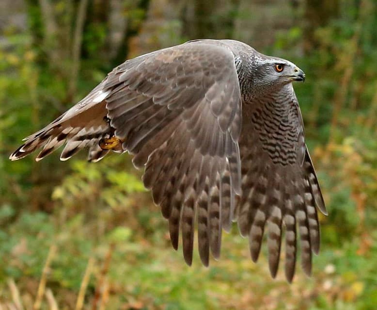 Loch Lomond Bird of Prey Centre - Main view