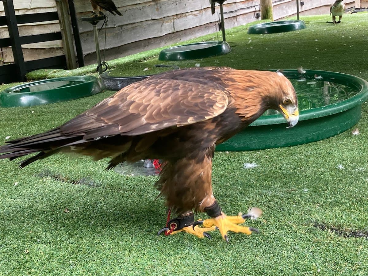 Loch Lomond Bird of Prey Centre - Image 2