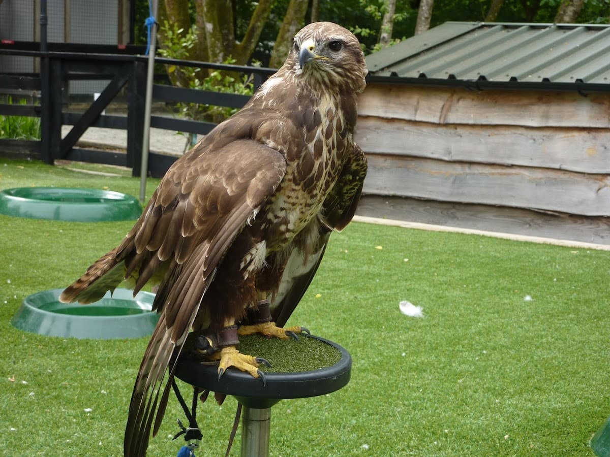 Loch Lomond Bird of Prey Centre - Image 3