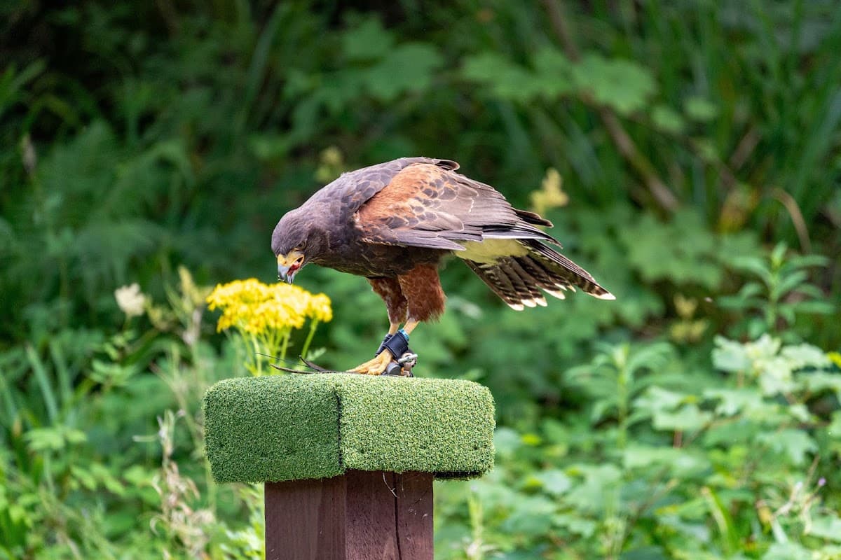 Loch Lomond Bird of Prey Centre - Image 4