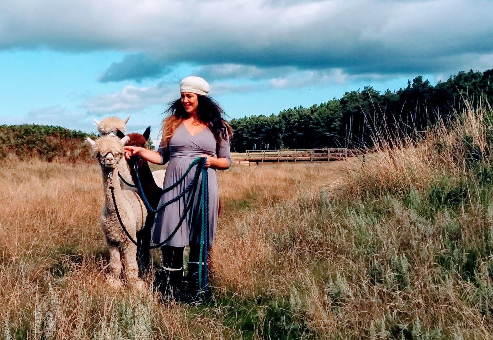 John Muir Alpacas - Main view