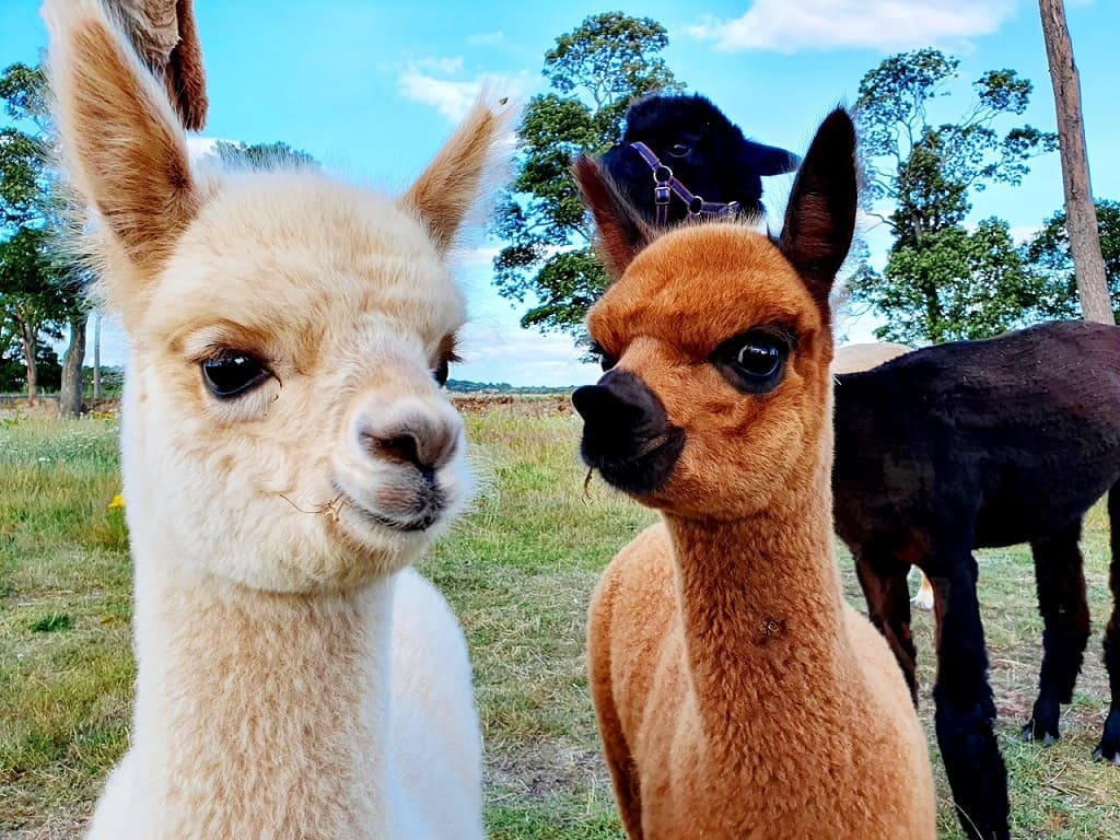 John Muir Alpacas - Image 2