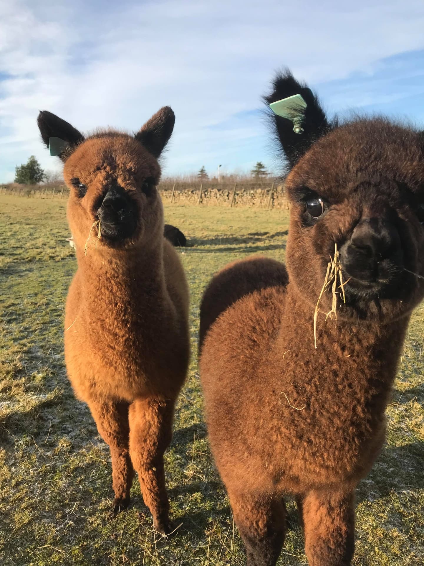 John Muir Alpacas - Image 4