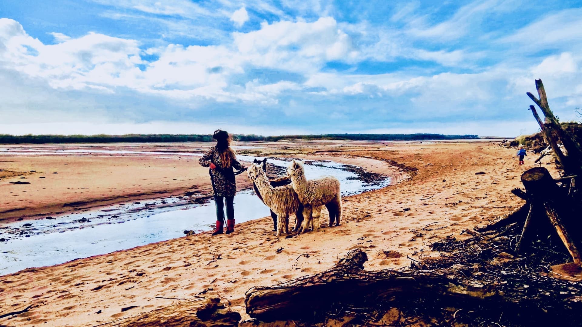 John Muir Alpacas - Image 5
