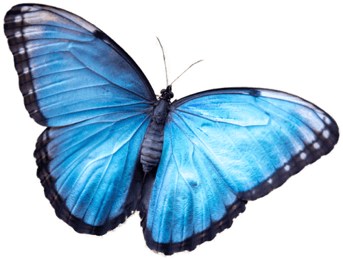 Butterfly World Ltd - Image 3