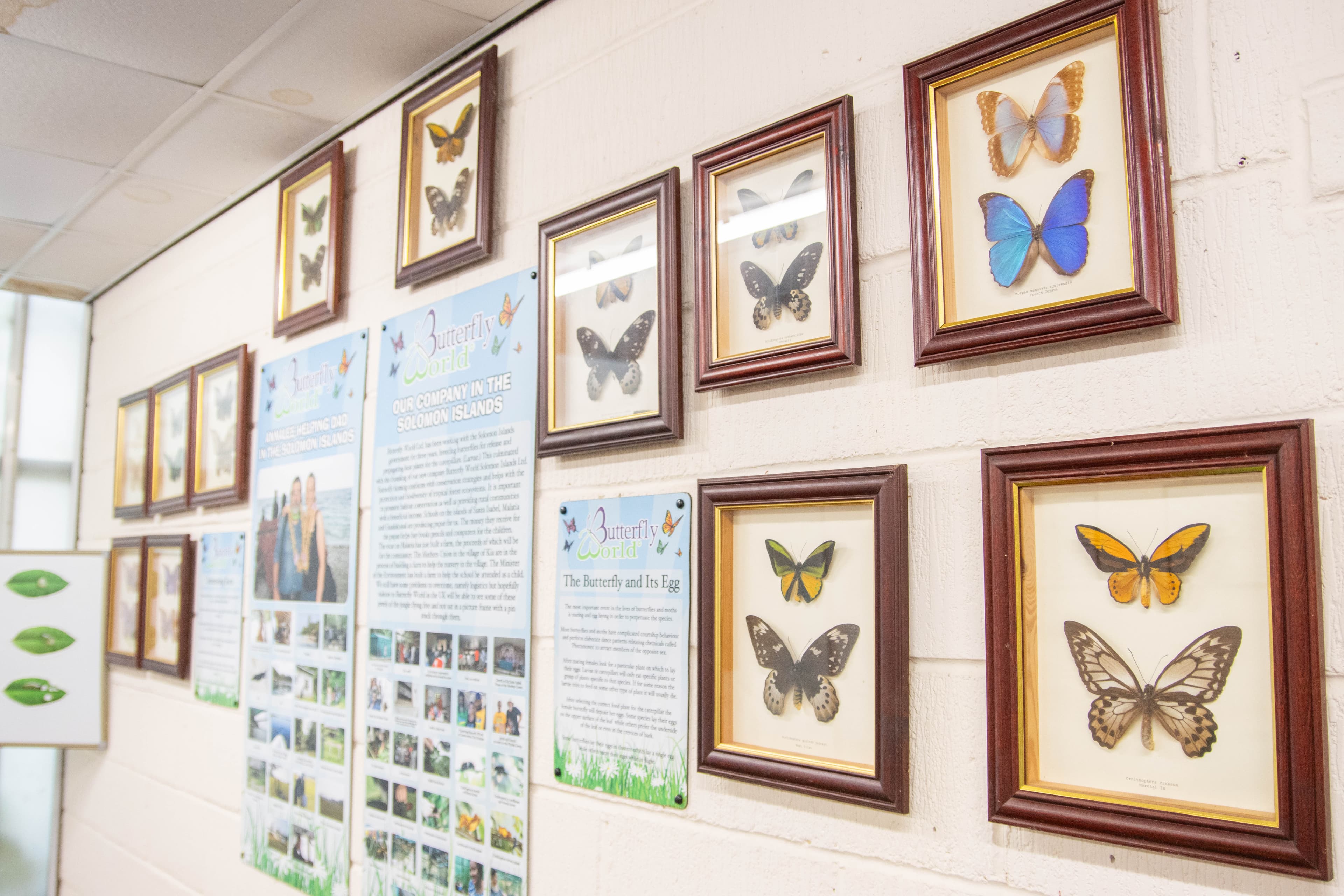 Butterfly World Ltd - Image 5