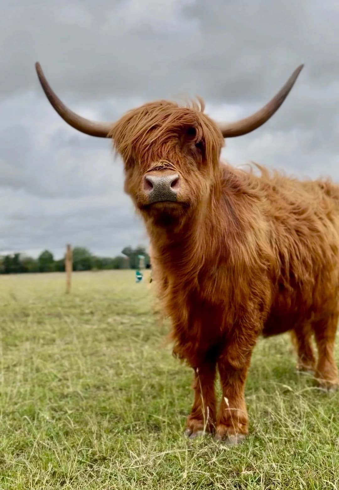 Highland Cow Cottage - Main view