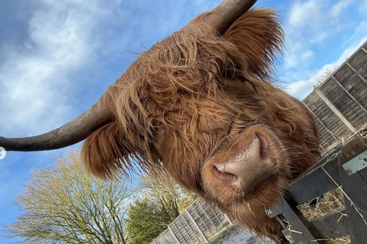 Highland Cow Cottage - Image 4