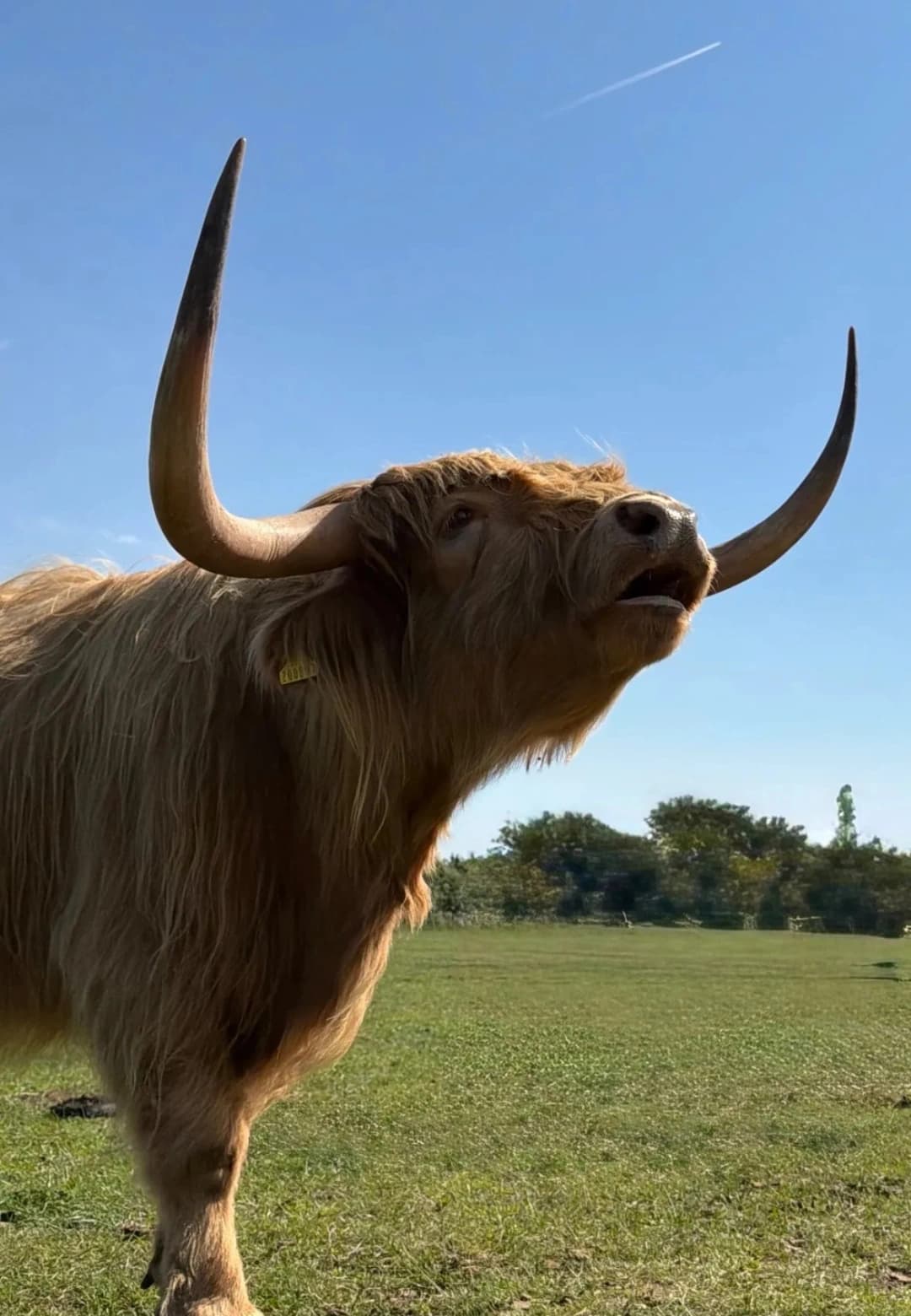 Highland Cow Cottage - Image 5