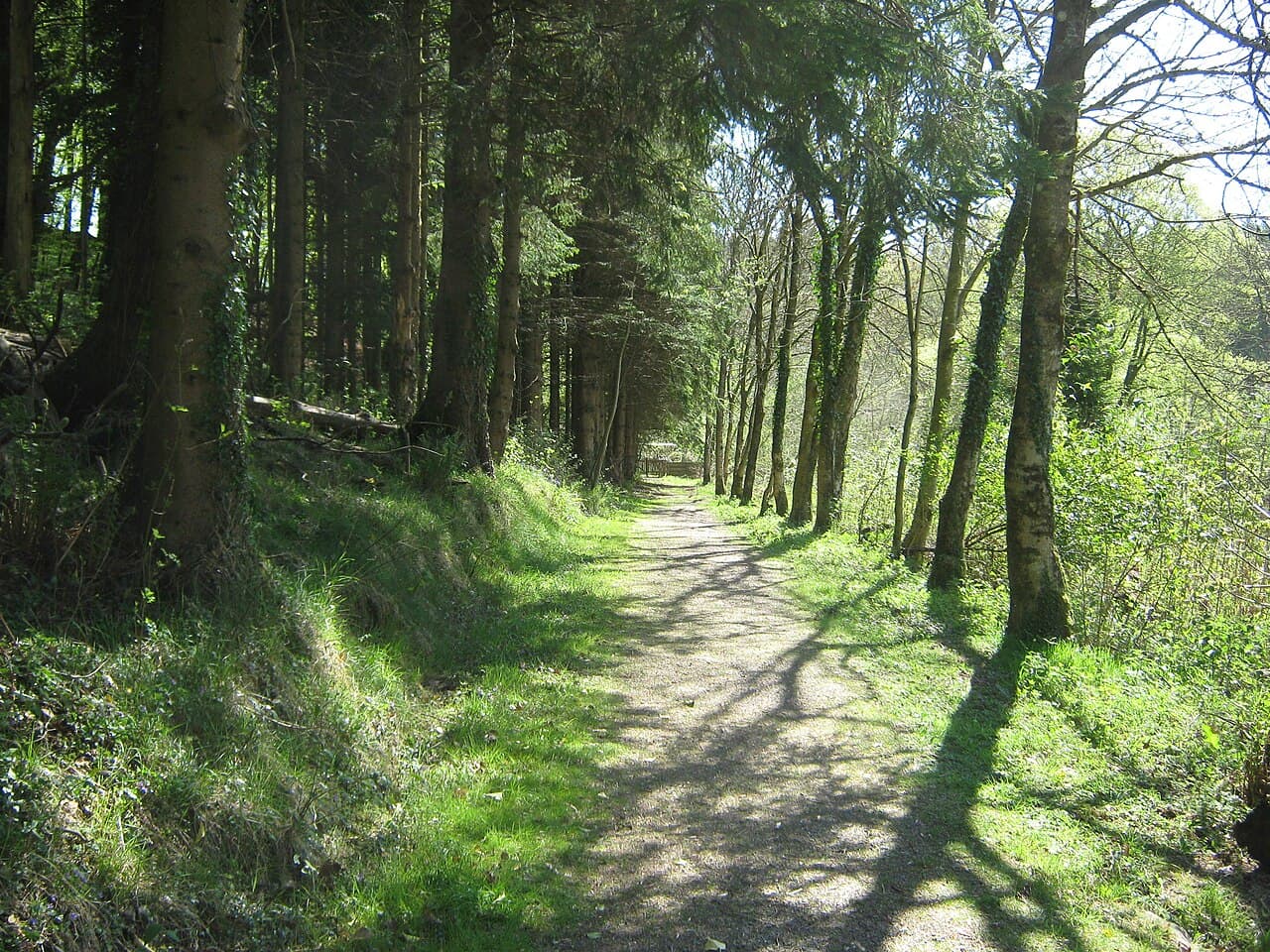 Kirroughtree Forest - Main view