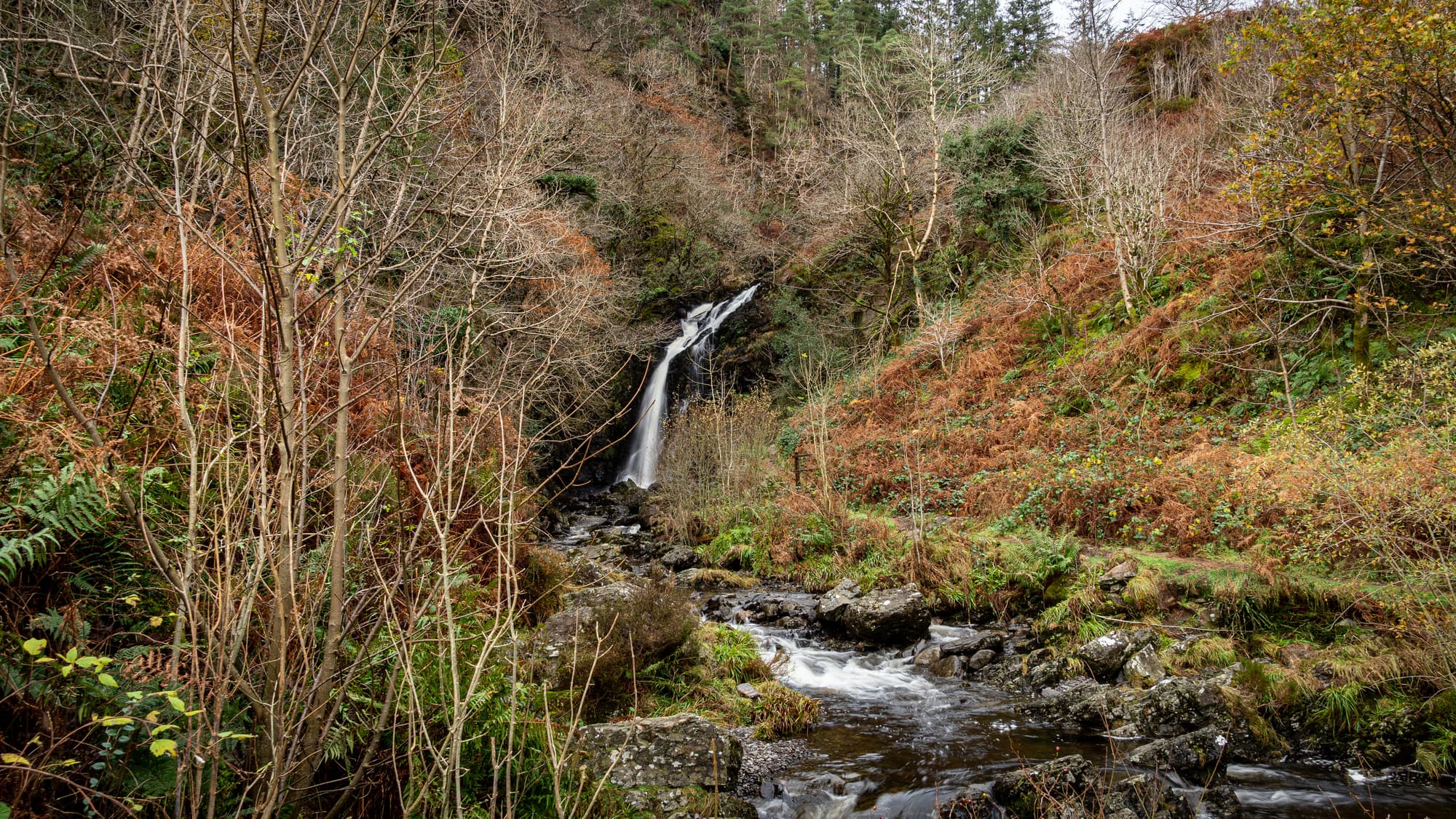 Kirroughtree Forest - Image 3
