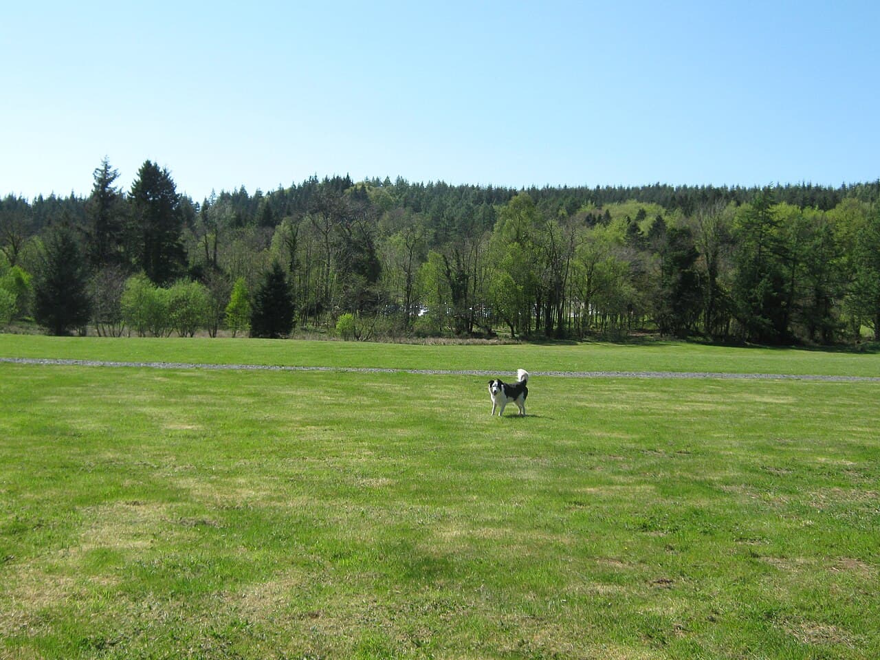Kirroughtree Forest - Image 4