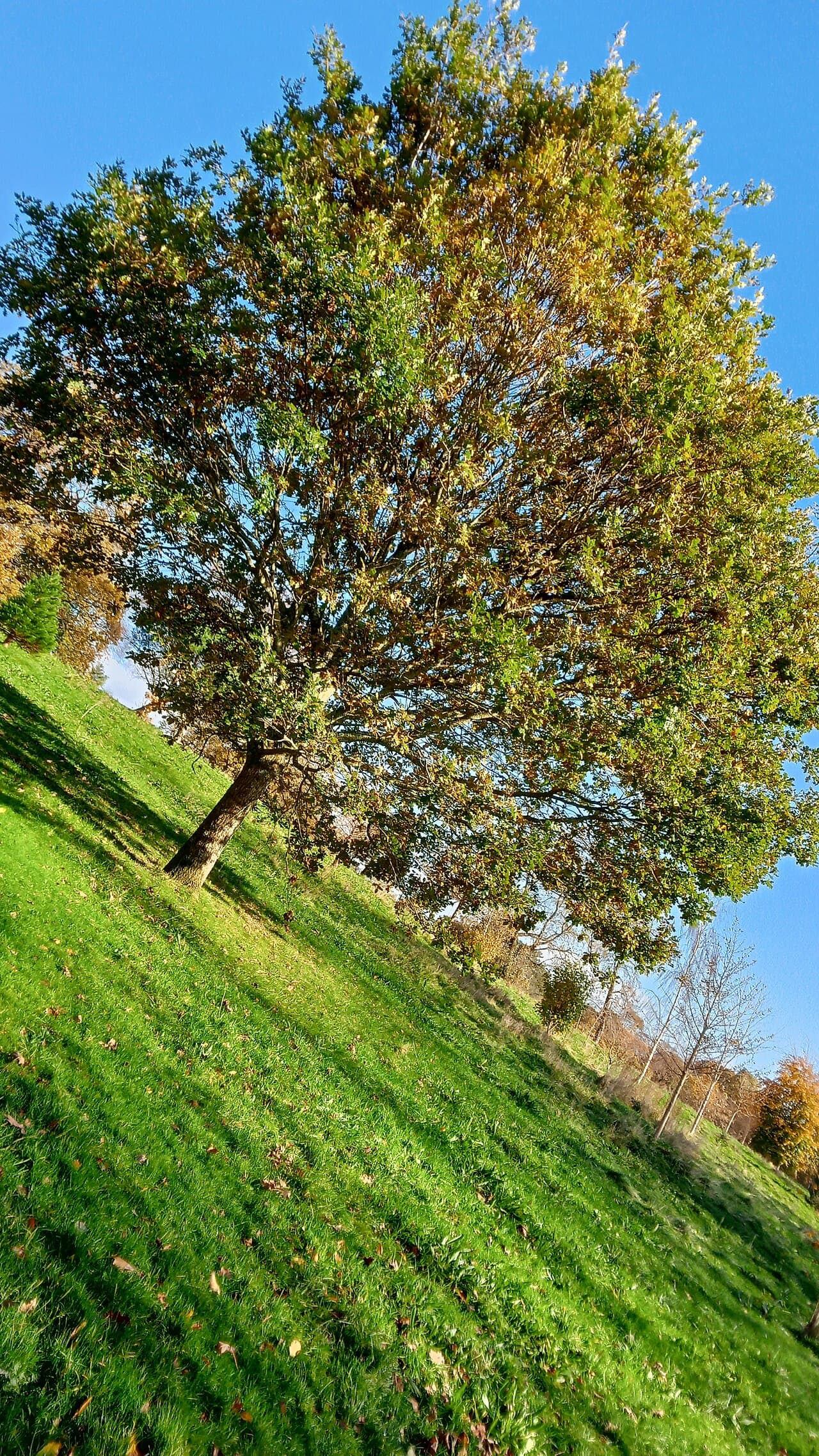 Parc Singleton Park - Image 3