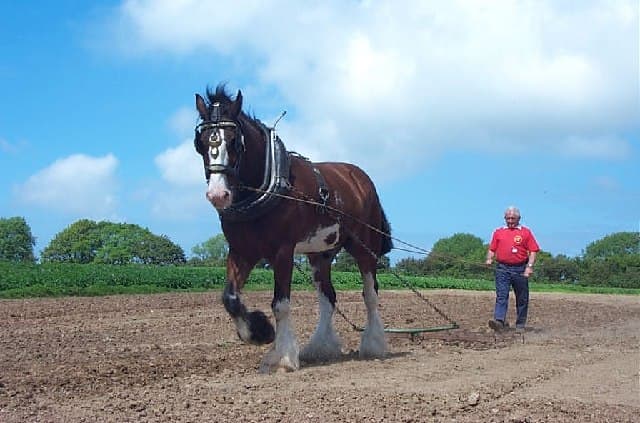 Dyfed Shire Horse Farm - Image 1