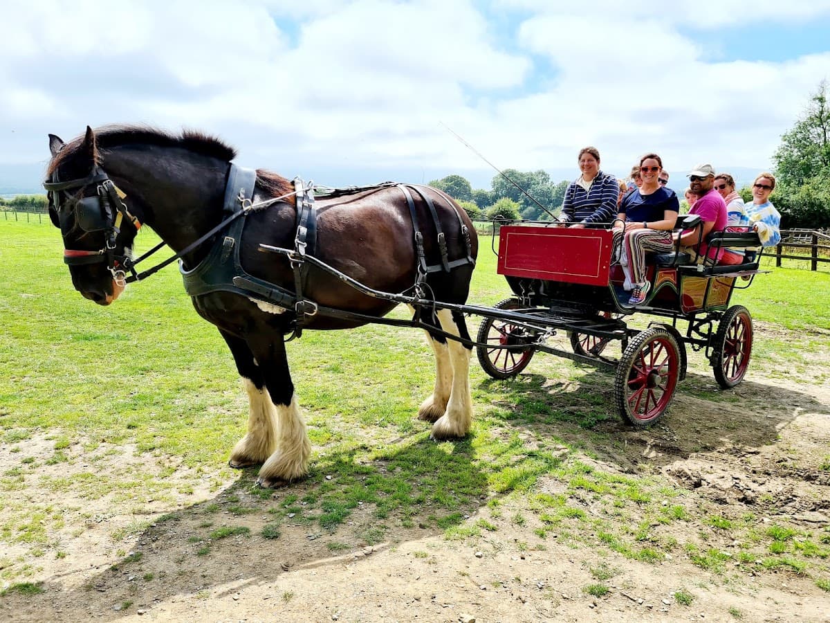 Dyfed Shire Horse Farm - Image 2