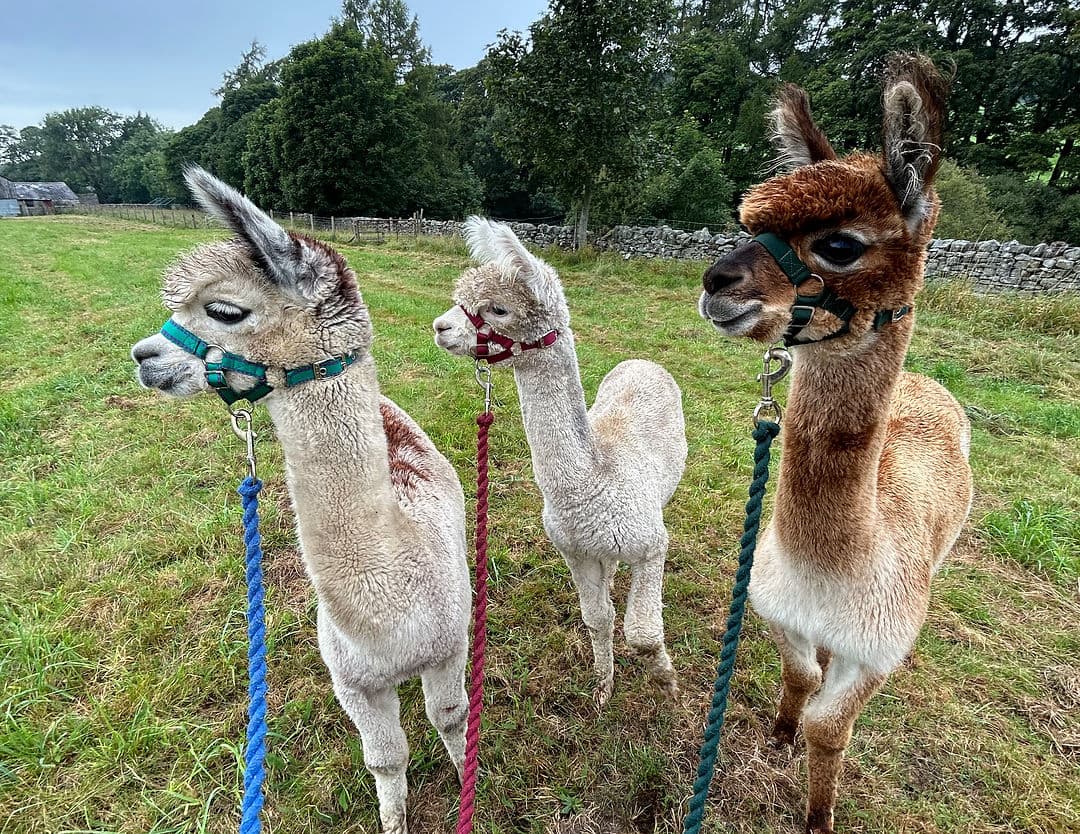 Pennine Lodge Alpacas - Image 2