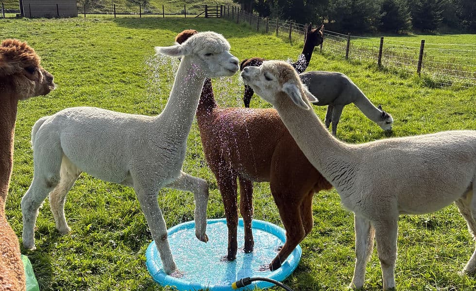 Pennine Lodge Alpacas - Image 3