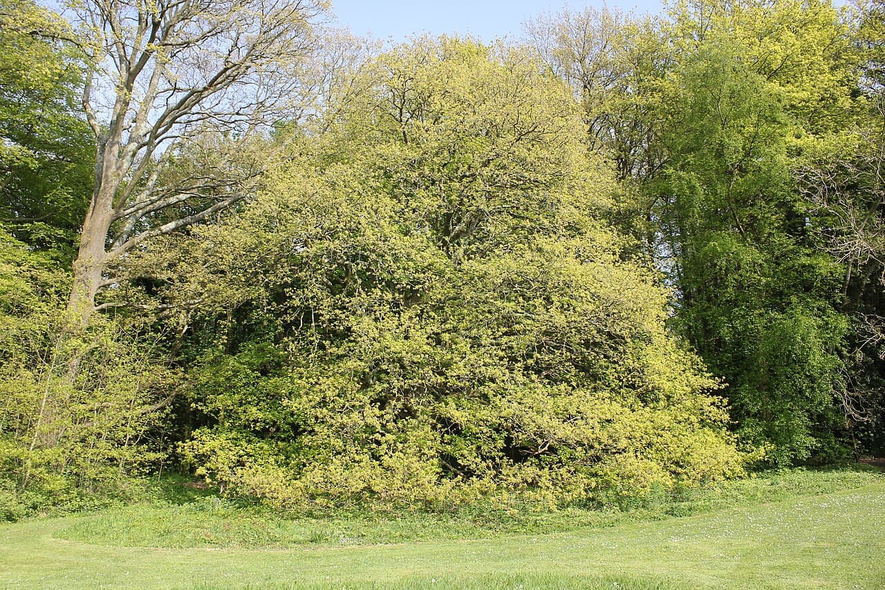 Botanic Garden - Image 3