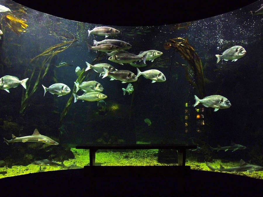 Anglesey Sea Zoo and Marine Resource Centre - Image 2