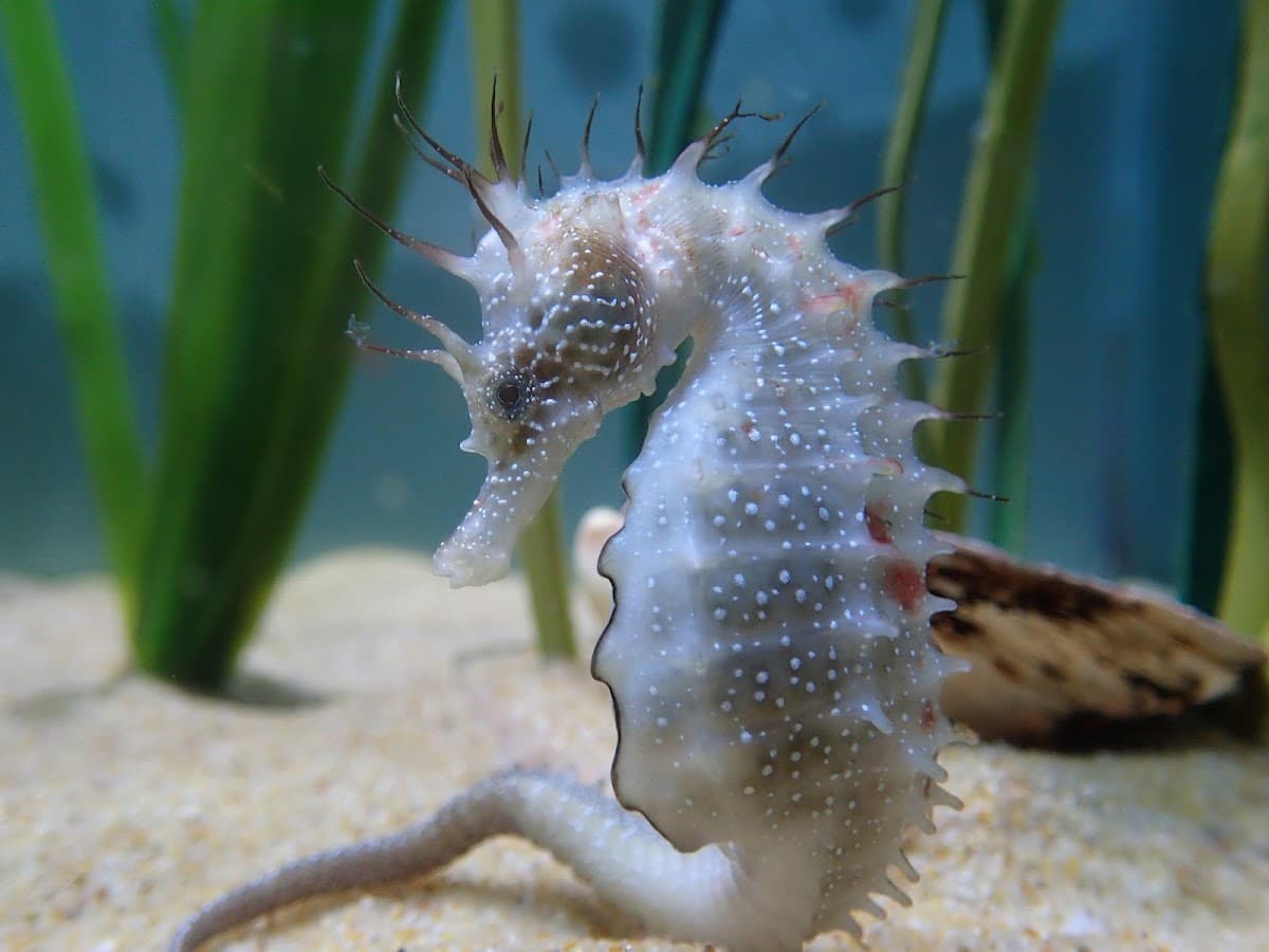 Anglesey Sea Zoo and Marine Resource Centre - Image 3