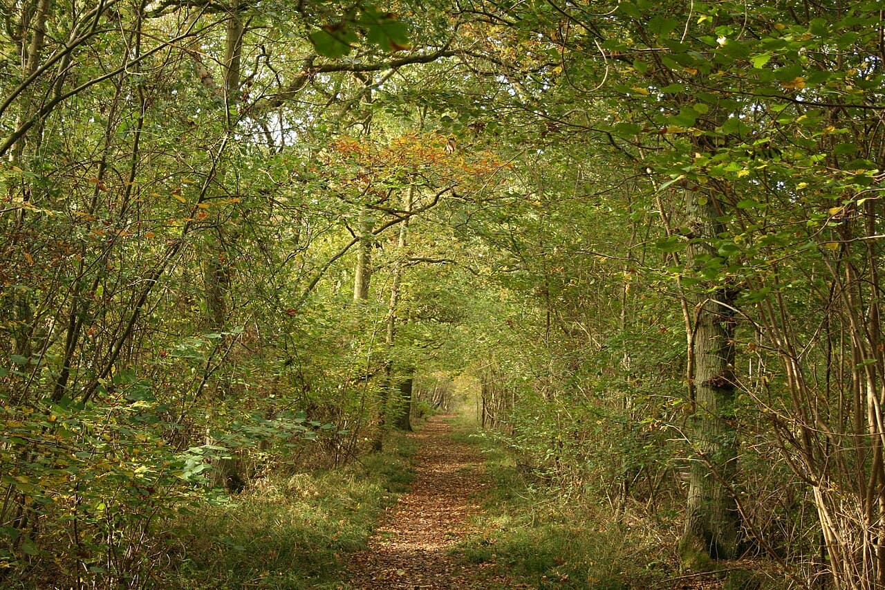 Wakerley Woods - Image 1