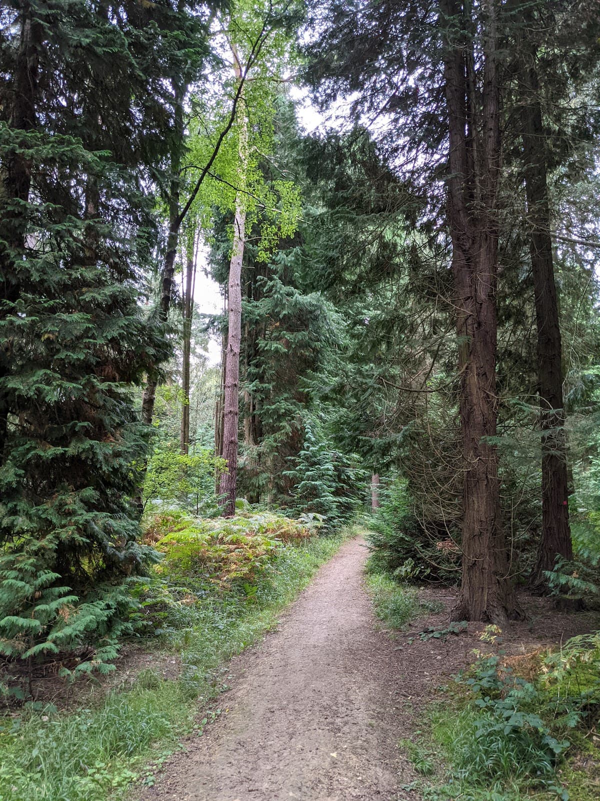 Wakerley Woods - Image 2