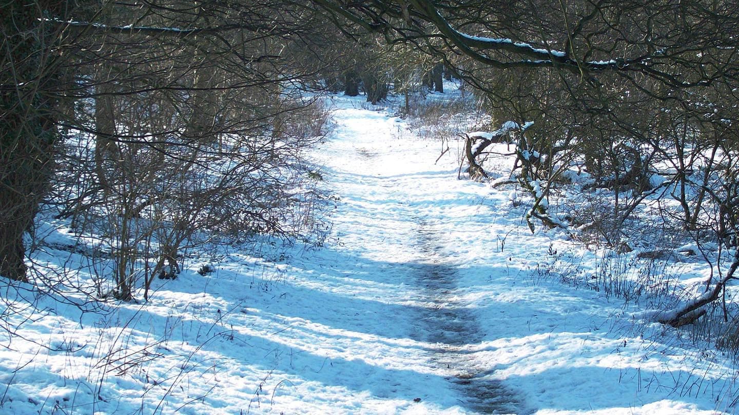 Londonthorpe Wood - Main view