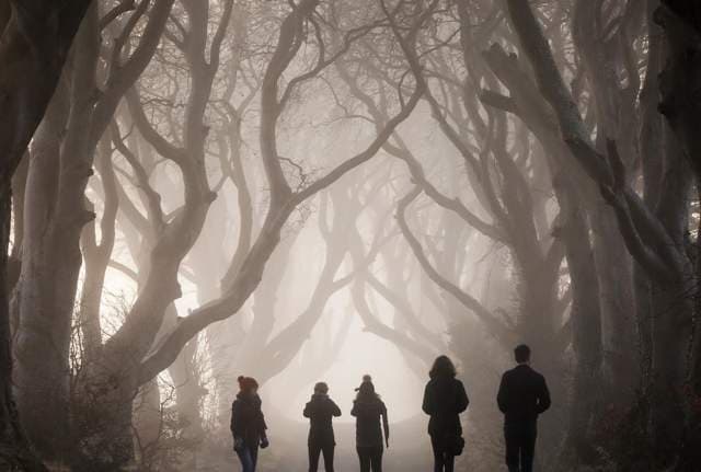 The Dark Hedges - Main view