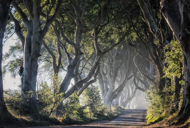 The Dark Hedges - Image 2