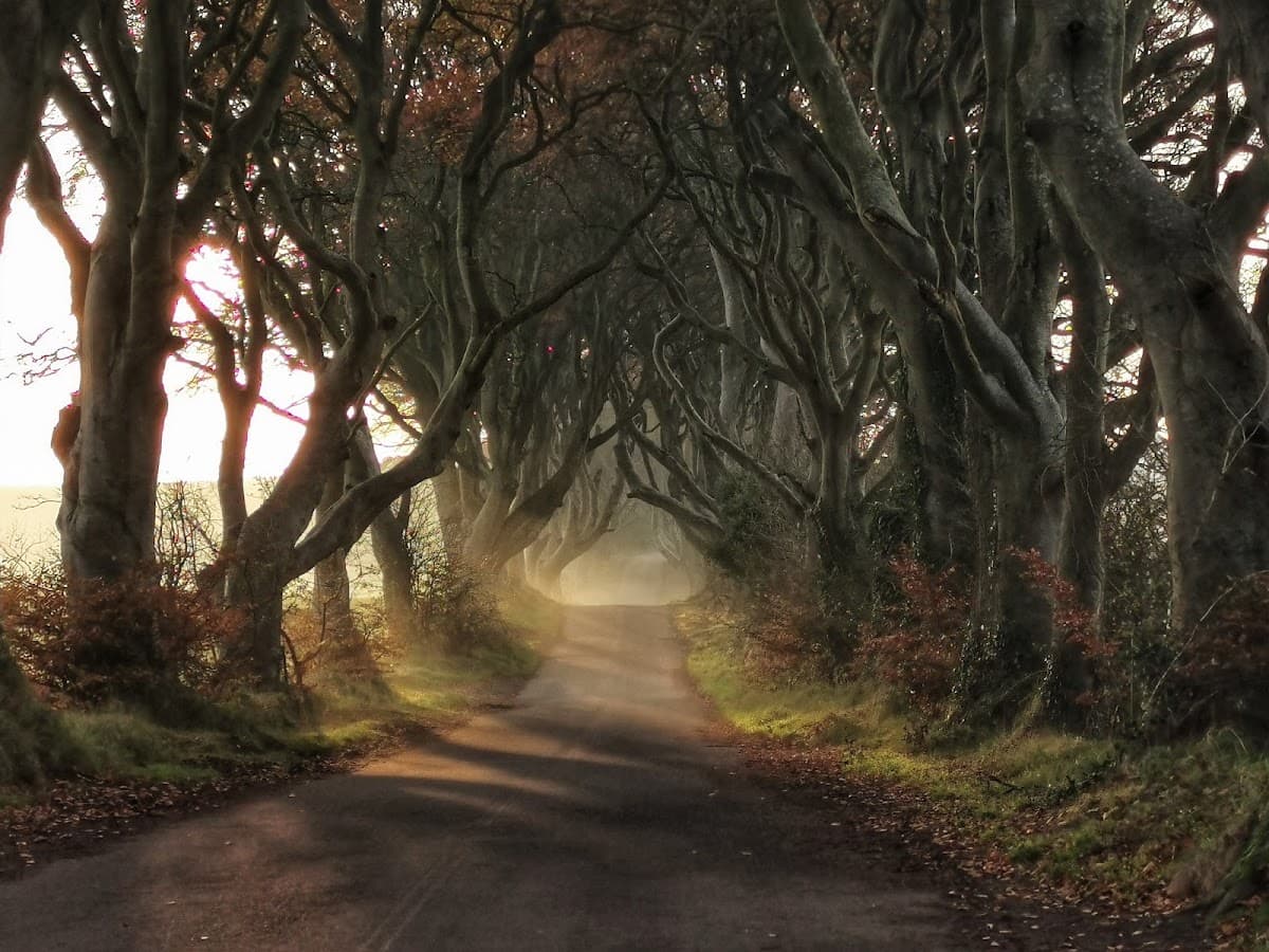 The Dark Hedges - Image 3