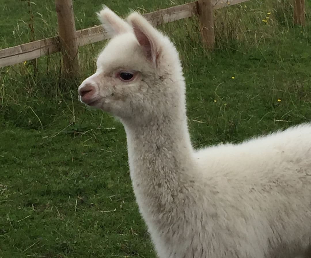 Clary Meadows Alpacas - Main view