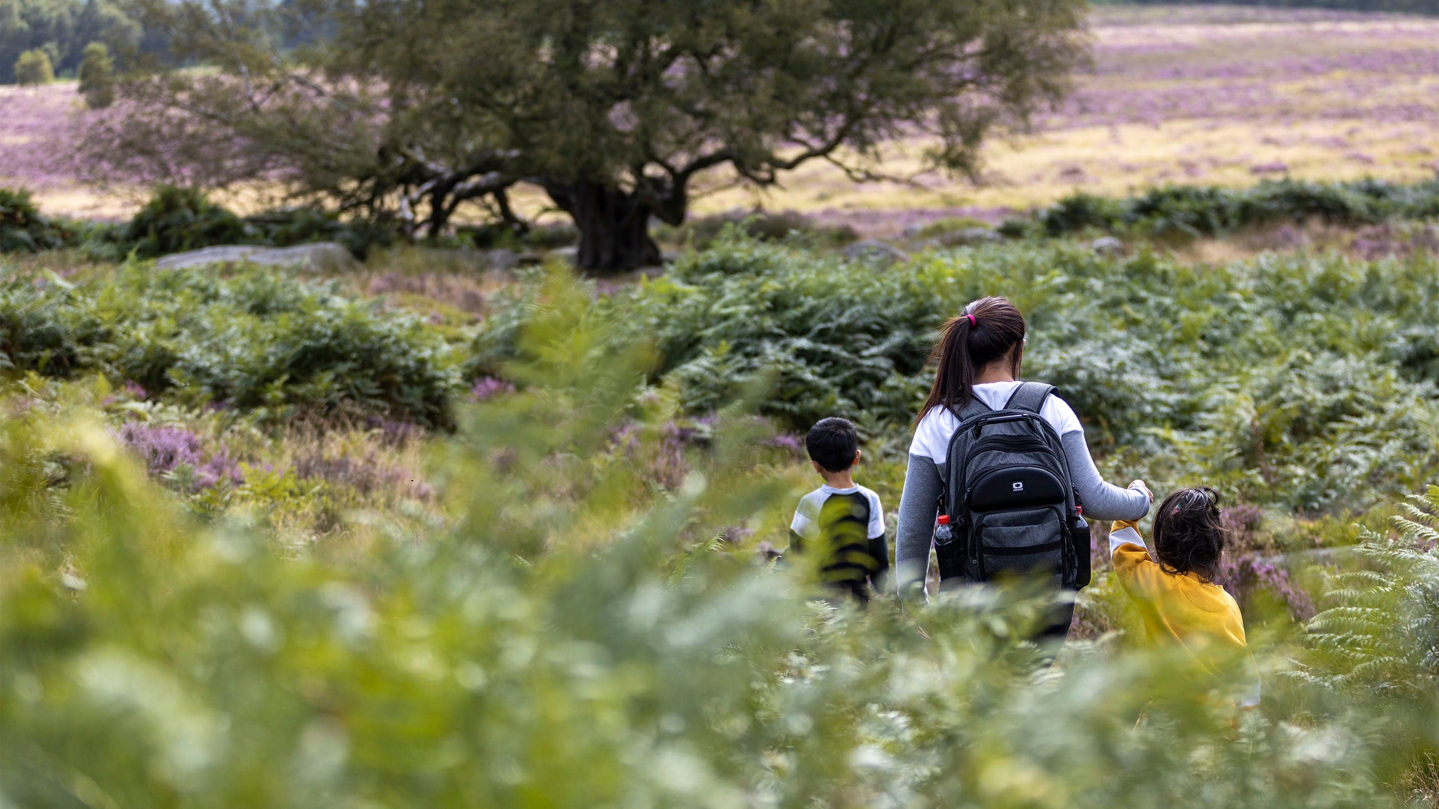 National Trust - Longshaw - Image 4