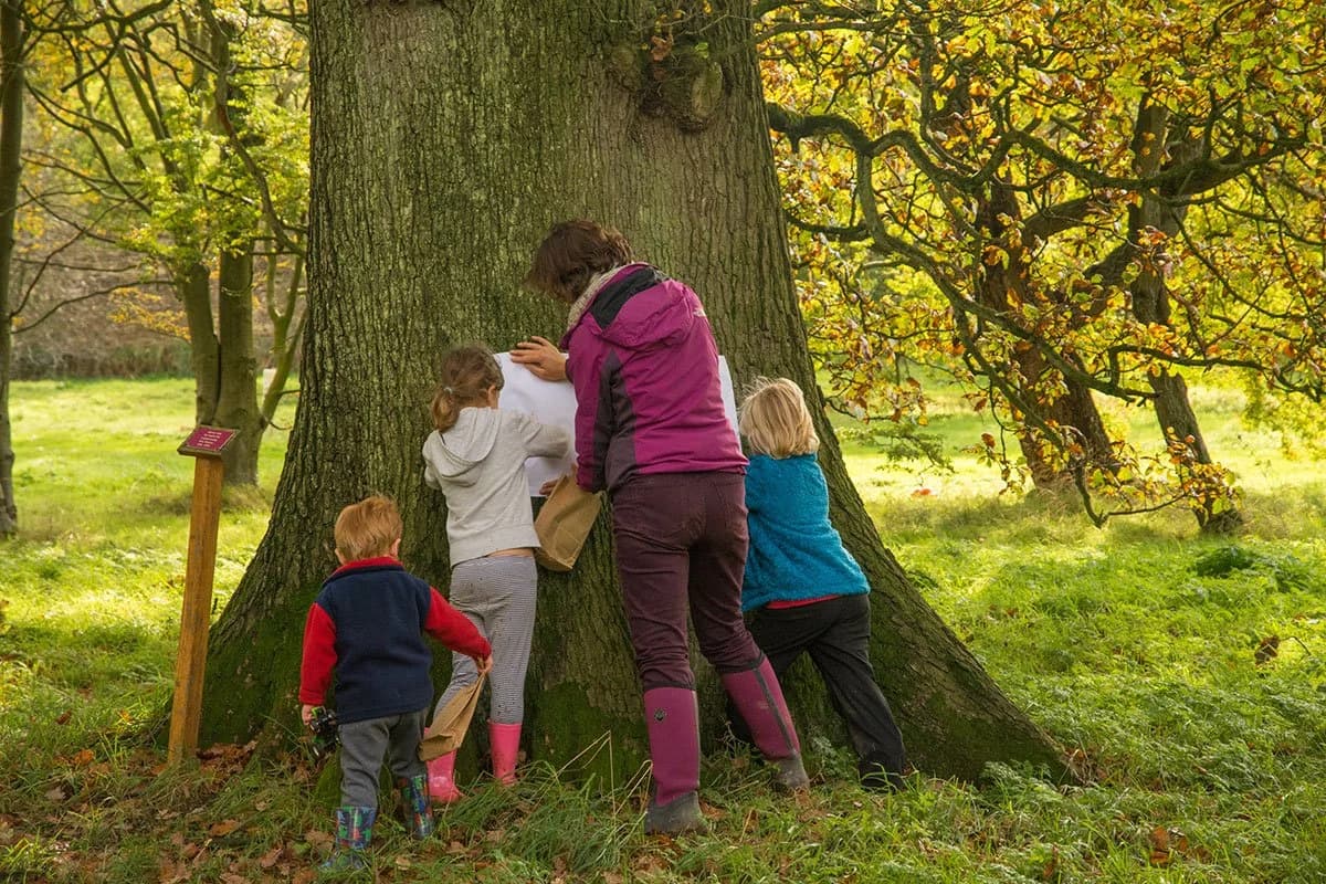 Castle Howard Arboretum - Image 1