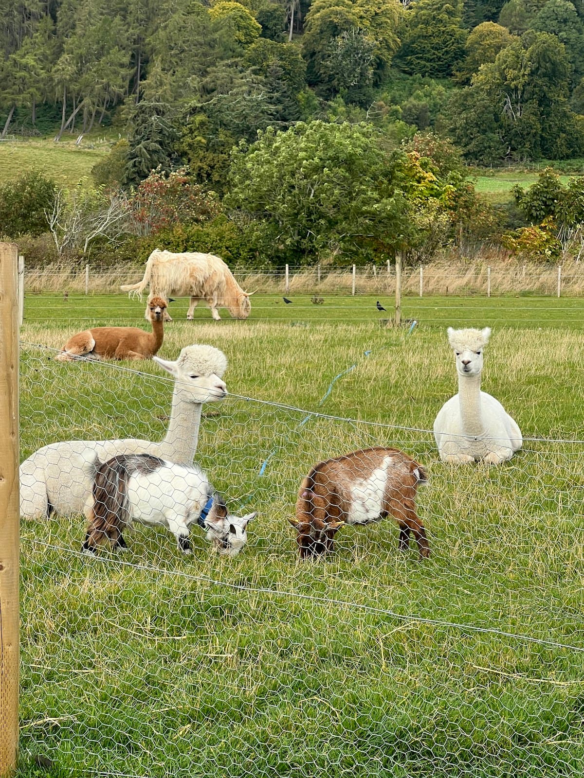 Farm Ness - Image 4