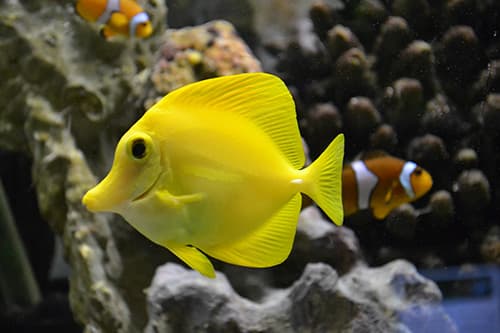 Matlock Bath Aquarium and arcade - Image 3