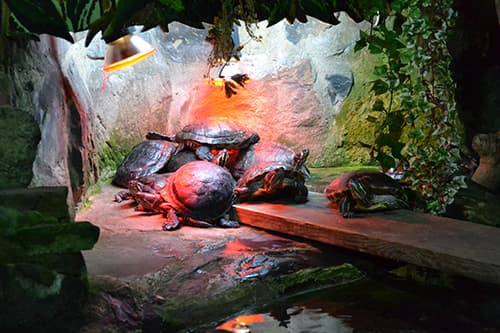 Matlock Bath Aquarium and arcade - Image 4