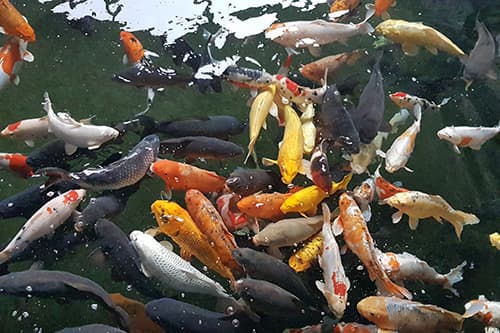 Matlock Bath Aquarium and arcade - Image 5