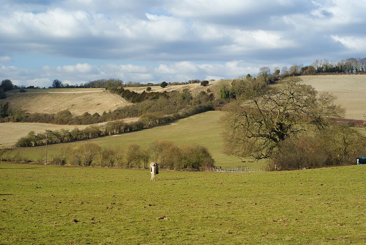 Pewley Down - Image 2