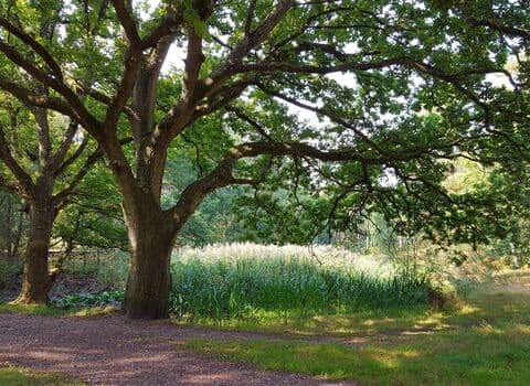 Moor Copse Nature Reserve - Image 2