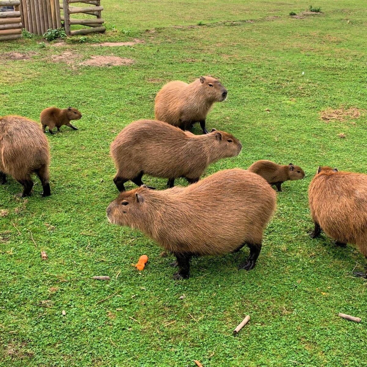 Jimmy's Farm & Wildlife Park - Main view