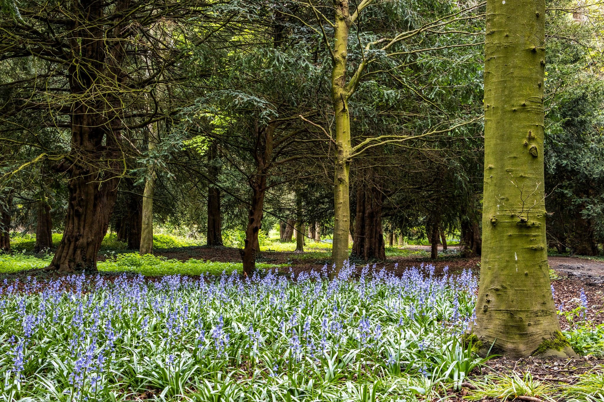 West Wycombe Park - Image 3