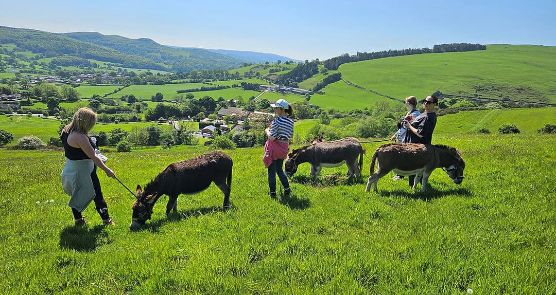 Moel Famau Donkeys - Main view