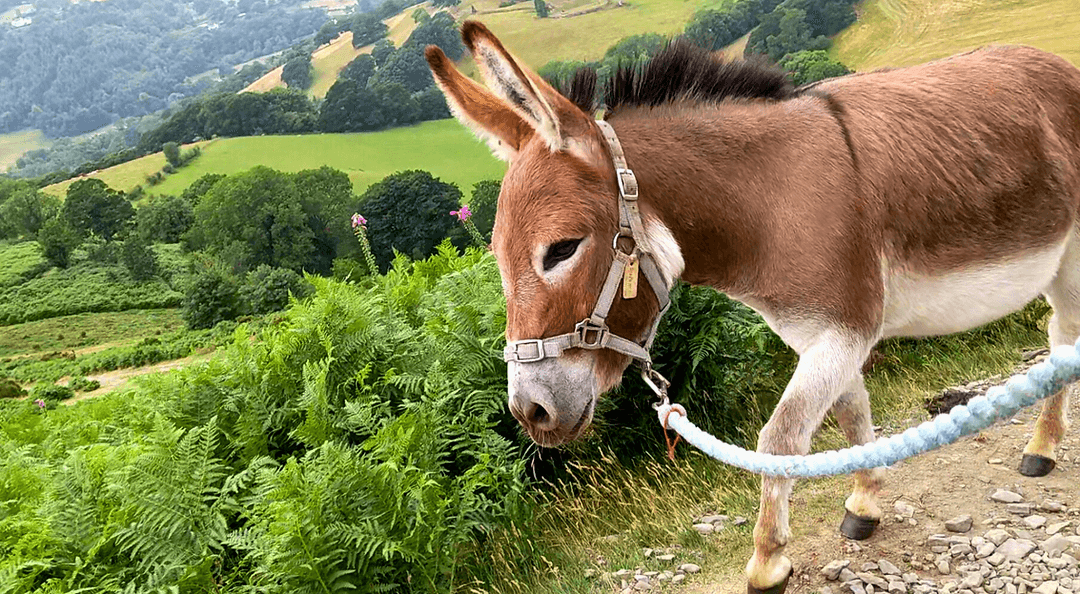 Moel Famau Donkeys - Image 2
