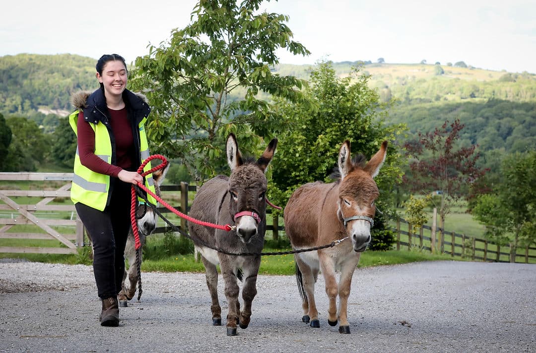 Moel Famau Donkeys - Image 3