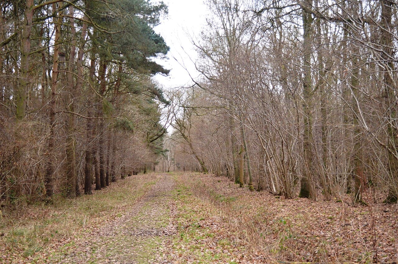 Gamlingay Wood - Main view