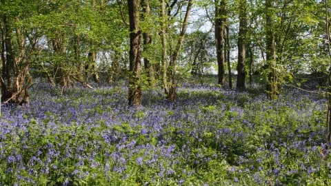 Gamlingay Wood - Image 2