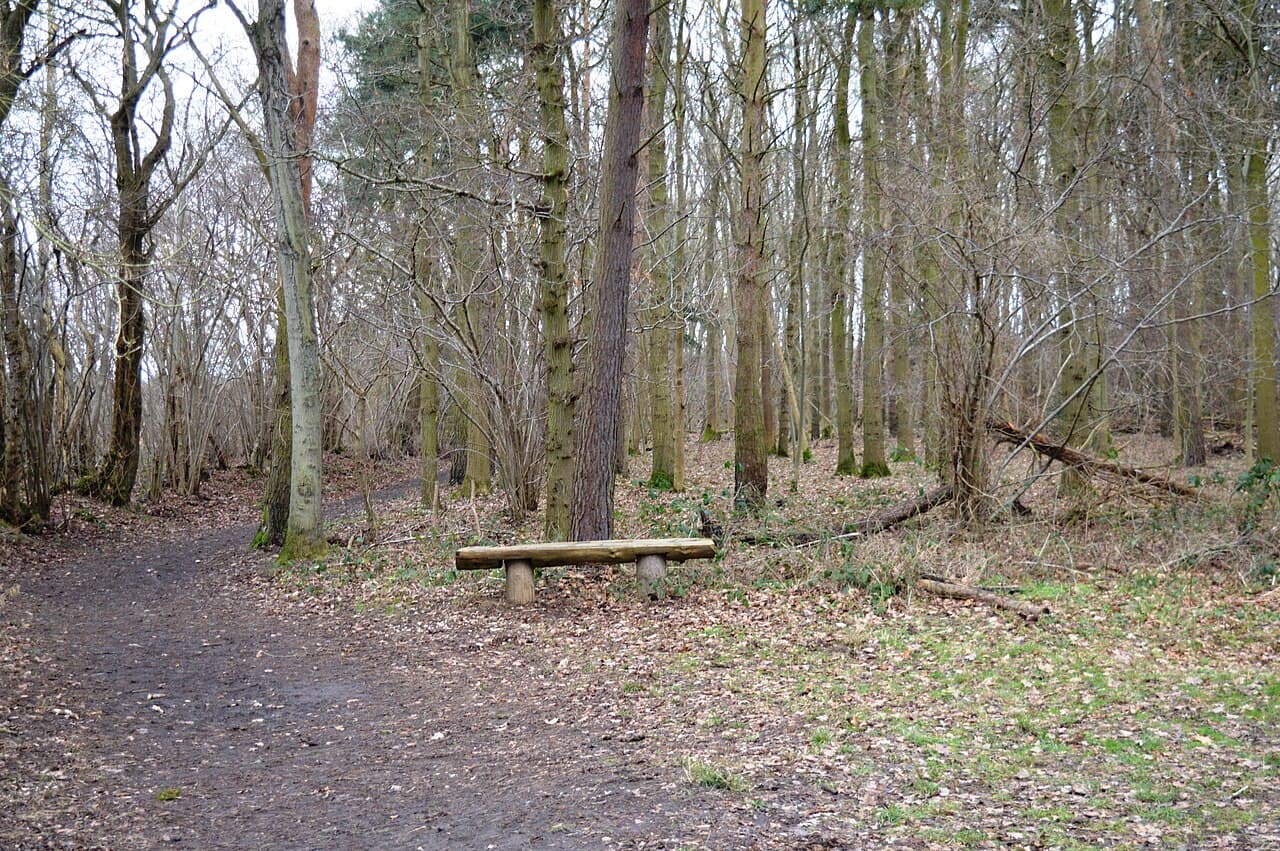 Gamlingay Wood - Image 3